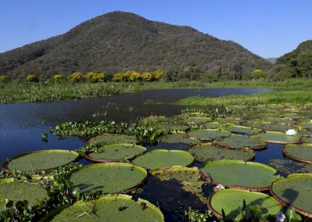 Lei do Pantanal entra em vigor, governo foca na fiscalização e decreto traz primeiras regulamentações
